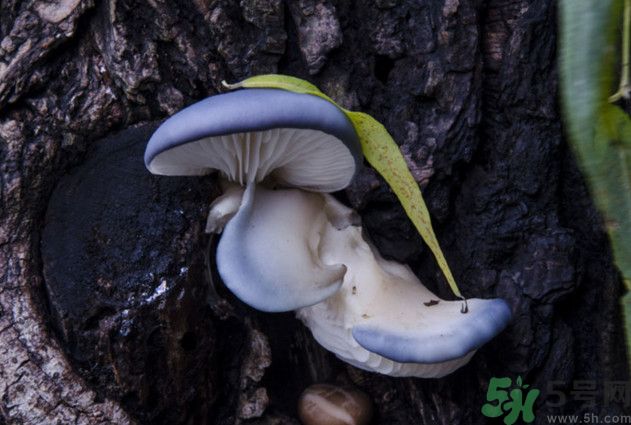 蘑菇能生吃嗎？蘑菇生吃會中毒嗎？
