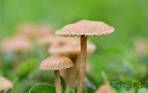 蘑菇能生吃嗎？蘑菇生吃會中毒嗎？