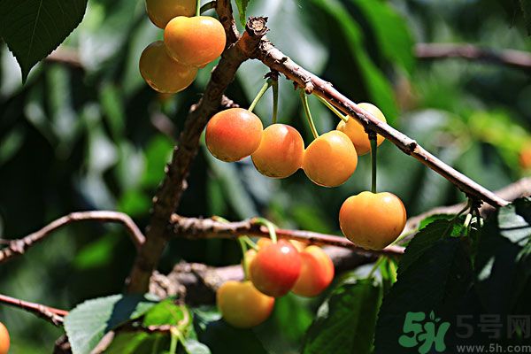 櫻桃枝能治療痛經(jīng)嗎？櫻桃枝的功效與作用