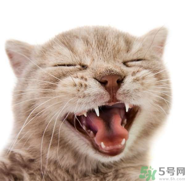 貓咪什么在時候換牙？貓咪換牙要注意什么？