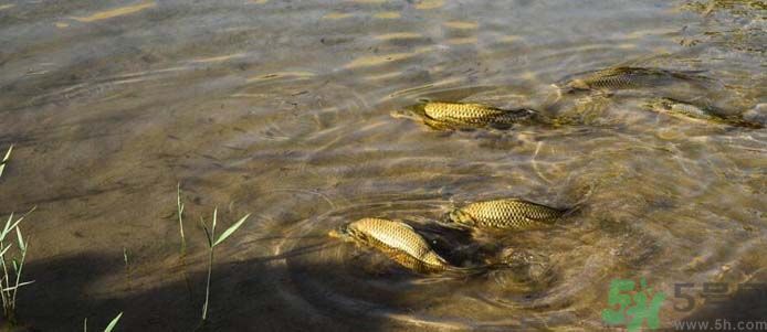 月牙泉再現(xiàn)鐵背魚(yú) 什么是鐵背魚(yú)？
