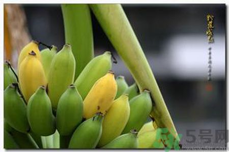 牛奶蕉可以減肥嗎？牛奶蕉怎么吃減肥？