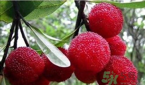 寶寶可以吃楊梅嗎？寶寶多大可以吃楊梅？