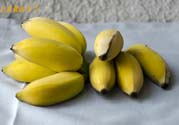 牛奶蕉可以減肥嗎？牛奶蕉怎么吃減肥？