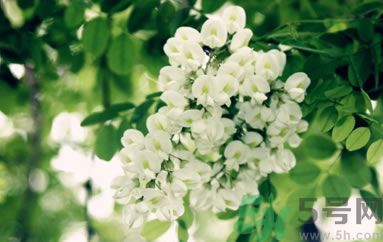 槐花怎么做好吃？槐花的做法有哪些？
