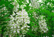 槐花怎么做好吃？槐花的做法有哪些？