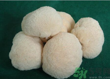 吃猴頭菇有什么好處？猴頭菇有什么營(yíng)養(yǎng)價(jià)值？