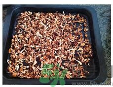 猴頭菇粉怎么做？猴頭菇餅干怎么做？