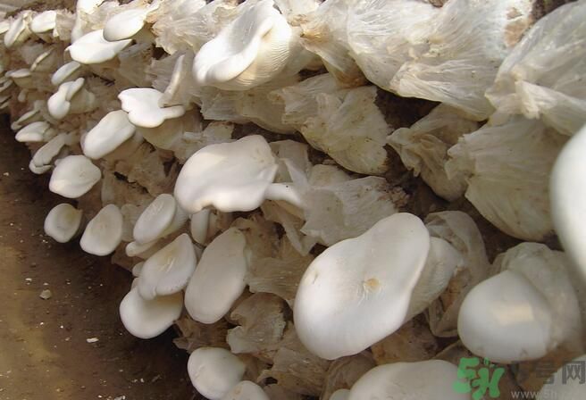 白靈菇和杏鮑菇有什么區(qū)別？白靈菇有什么營養(yǎng)價值？