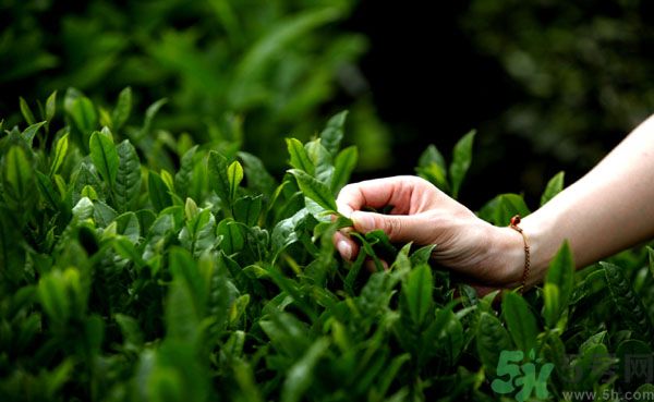 立夏喝什么茶好？立夏不能喝什么茶？