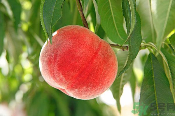 吃桃子會(huì)脹氣嗎？吃桃子注意事項(xiàng)有哪些？