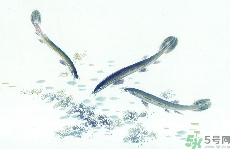 石斛和泥鰍能同吃嗎？石斛和泥鰍能一起吃嗎？