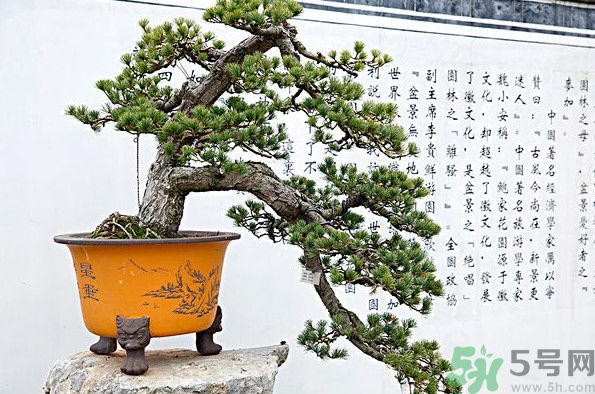 五針松松球能泡酒嗎？五針松松球泡酒有什么功效？