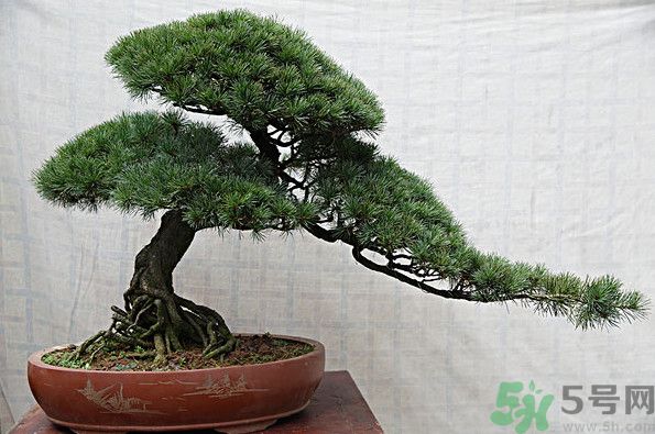 五針松松球能泡酒嗎？五針松松球泡酒有什么功效？