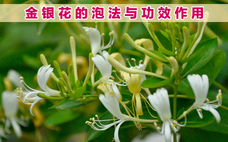 金銀花茶能天天喝嗎 金銀花茶長(zhǎng)期喝對(duì)身體有什么危害