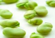 蠶豆是熱性還是涼性？蠶豆是熱性的嗎？