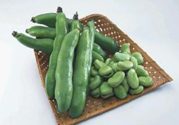 蠶豆是發(fā)物嗎？蠶豆是不是發(fā)物？