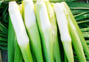 吃茭白有什么好處？吃茭白的好處是什么？
