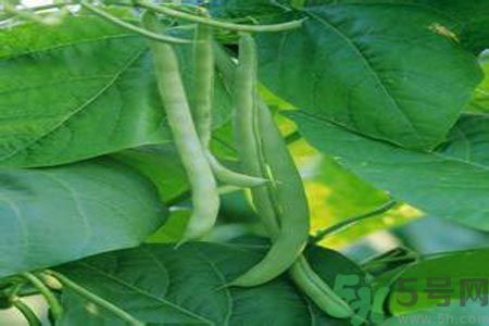 四季豆沒(méi)熟吃了會(huì)中毒嗎？吃四季豆中毒了怎么辦？