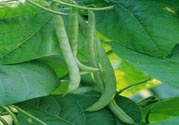 孕婦可以吃四季豆嗎？孕婦吃四季豆好嗎？