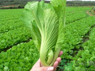 芥菜與鯽魚(yú)可以一起吃嗎？芥菜和鯽魚(yú)一起吃好不好？