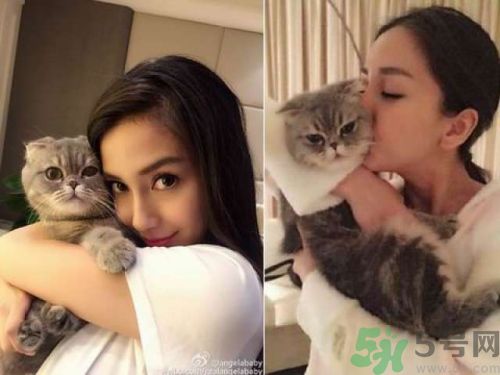 baby養(yǎng)折耳貓反對(duì)結(jié)扎被炮轟沒腦子 折耳貓真的有遺傳疾病嗎？