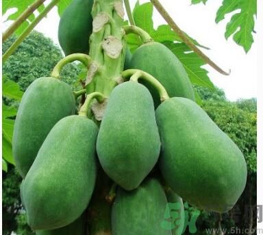吃青木瓜可以減肥嗎？吃青木瓜有什么好處？
