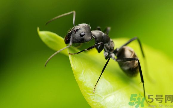 家里有螞蟻怎么辦？驅(qū)除螞蟻的方法是什么？