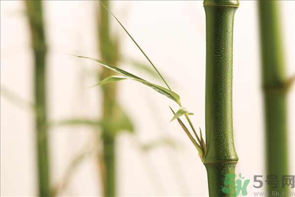 減肥能吃竹筍嗎？吃竹筍會(huì)胖嗎？