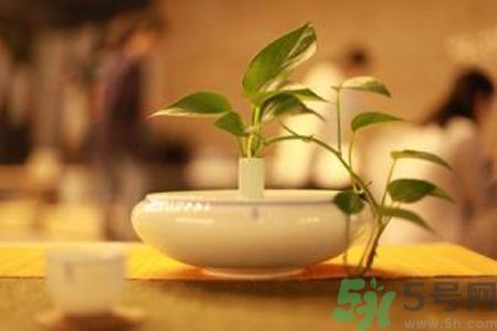 孕婦可以喝米茶嗎？懷孕可以喝米茶嗎？