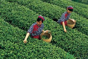 女生夏天喝什么茶最好？女生夏天適合喝什么茶？
