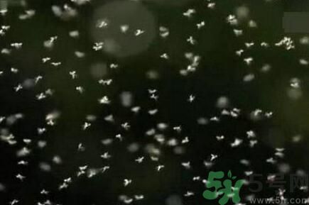 蚊子可以吃嗎？吃蚊子會(huì)怎么樣？