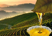 茶籽油可以天天吃嗎？可以每天用茶籽油炒菜嗎？