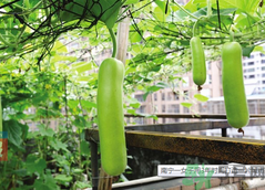 女子打造城市菜園 陽臺(tái)可以種什么蔬菜？