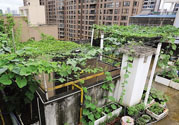 女子打造城市菜園 陽臺(tái)可以種什么蔬菜？