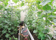 女子打造城市菜園 陽臺可以種什么蔬菜？