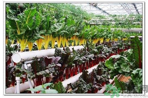 陽臺(tái)怎么種蔬菜？陽臺(tái)適合種什么蔬菜？