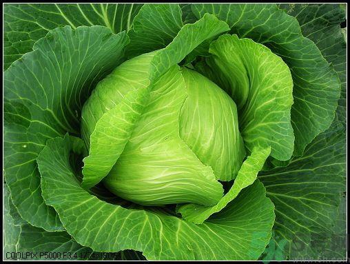 包菜外面的葉子壞了里面還能吃嗎？包菜壞了一部分還能吃嗎？