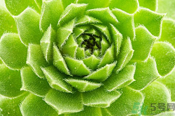 多肉植物需要澆水嗎？多肉植物澆水可以澆到葉子上嗎？