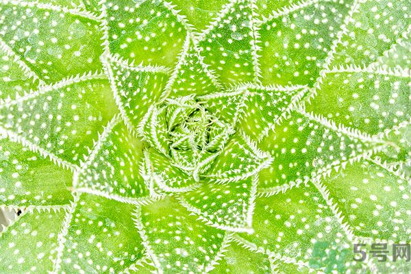 多肉植物需要澆水嗎？多肉植物澆水可以澆到葉子上嗎？