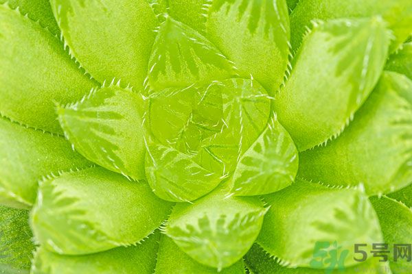 多肉植物需要澆水嗎？多肉植物澆水可以澆到葉子上嗎？