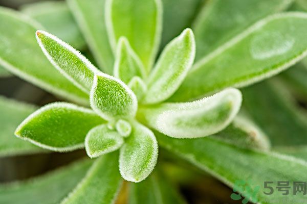 多肉植物需要澆水嗎？多肉植物澆水可以澆到葉子上嗎？