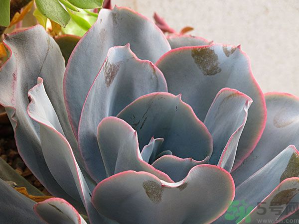 多肉植物需要澆水嗎？多肉植物澆水可以澆到葉子上嗎？