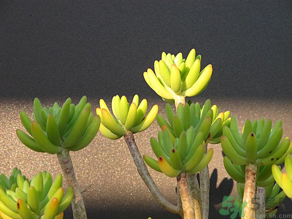 多肉植物需要澆水嗎？多肉植物澆水可以澆到葉子上嗎？