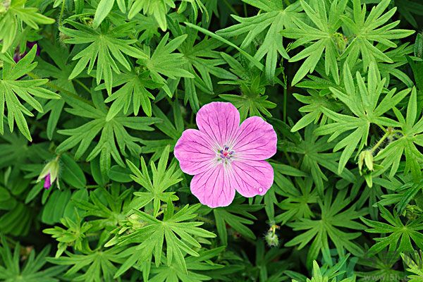 天竺葵有驅(qū)蚊作用嗎？什么植物能驅(qū)蚊子？