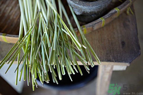 天竺葵有驅(qū)蚊作用嗎？什么植物能驅(qū)蚊子？