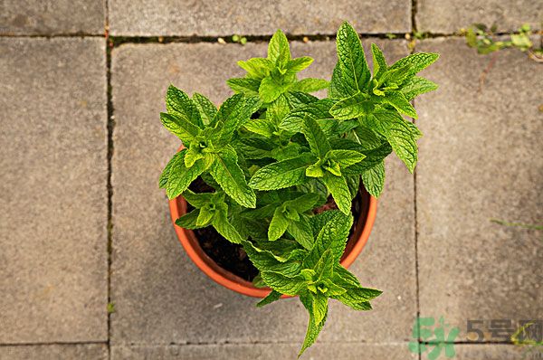 天竺葵有驅(qū)蚊作用嗎？什么植物能驅(qū)蚊子？