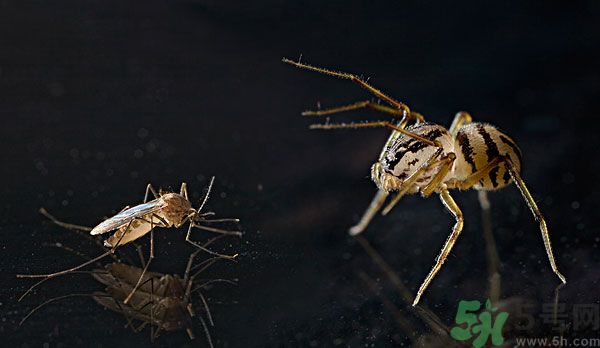 紗窗網(wǎng)密度蚊子能進(jìn)去嗎？紗窗能擋住蚊子嗎？
