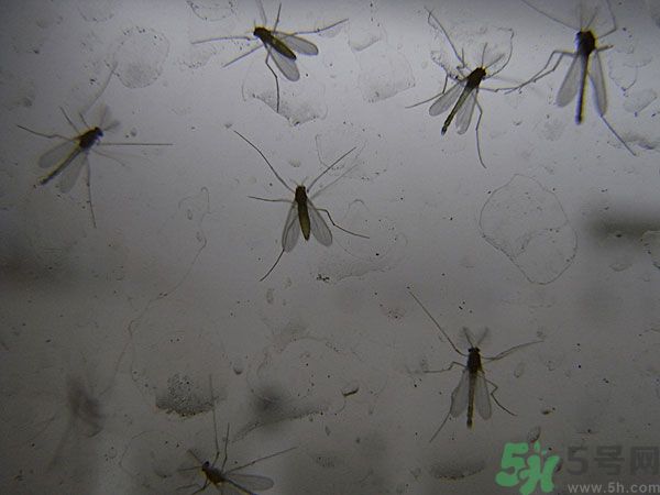 紗窗網(wǎng)密度蚊子能進(jìn)去嗎？紗窗能擋住蚊子嗎？