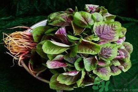 吃莧菜會(huì)皮膚過(guò)敏嗎？吃莧菜皮膚過(guò)敏怎么辦？